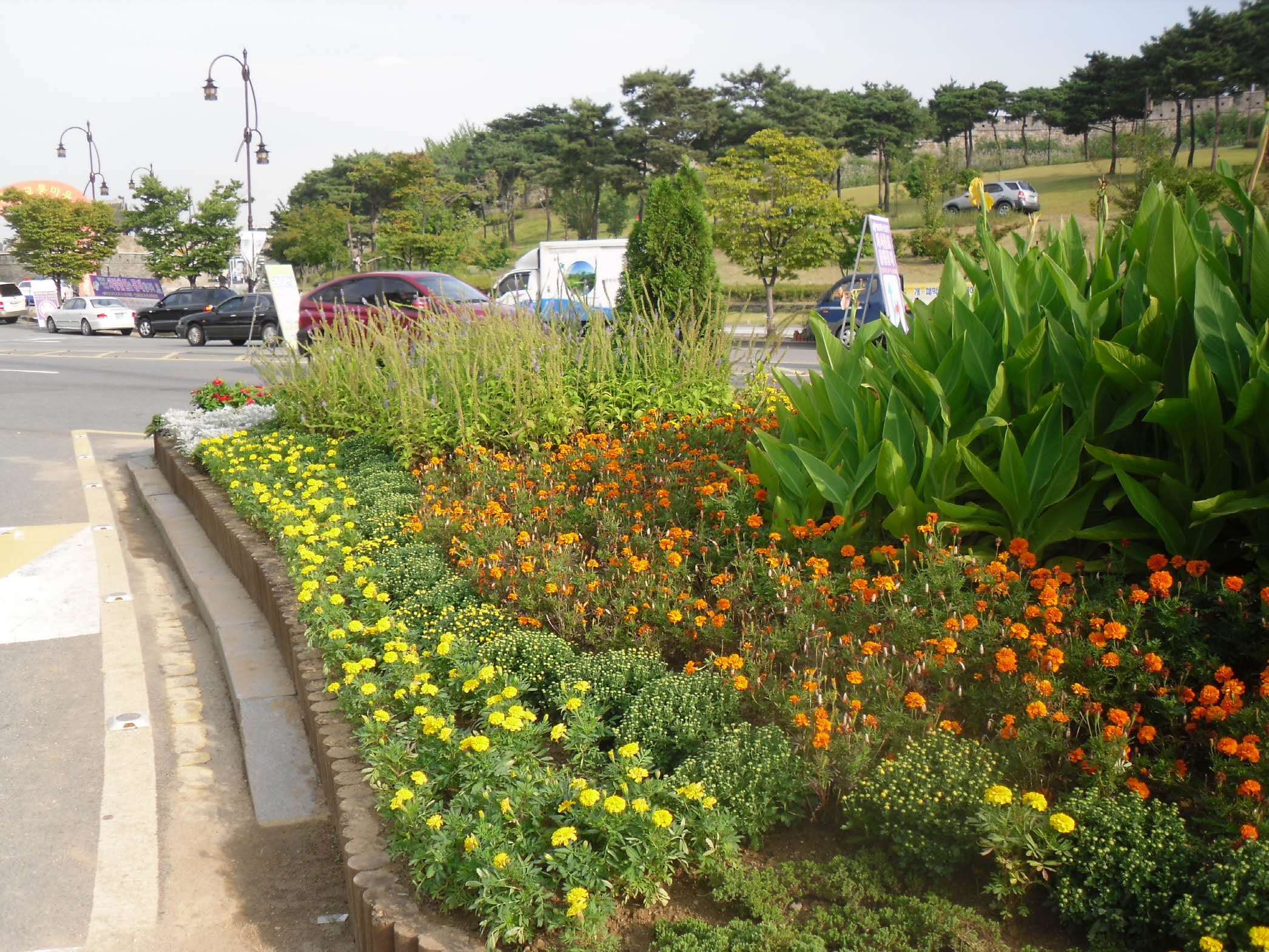 서문로타리 국화식재